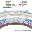 인천공항 미팅장소/버스/기타[정보] 이미지