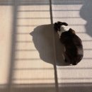 우리들치과병원 | [보보일기] 마포 오복동물치과병원 이빨 발취 및 스케일링 후기