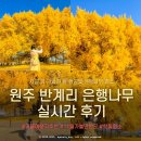 반계초등학교 | 강원도 원주 11월 가볼만한곳 | 반계리 은행나무 실시간 단풍 구경 (주차·실시간 단풍상황·포토존)