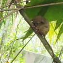 하나로건기 | 필리핀 보홀 날씨 12월 건기 추천 육상투어 반딧불 후기