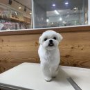 더사랑할개 이미지