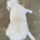비에이치씨월롱점
