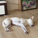 행정용 29 | [임신일기] 29~31주 차 임신 후기 : 바쁜데 몸이 무겁다