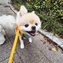 디엠아이 이미지