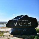 2025년8월28일[목]또다른 보라의 유혹~맥문동!! 장항 송림산림욕장 &amp;신성리갈대밭&amp;스카이워크!! 이미지