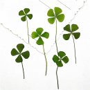 (주)네잎 이미지