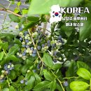 월드볼링프로샾 | 경기도 아이와 가볼만한곳 별내 팜스쿨 블루베리 체험 쐐기벌레 물놀이 놀거리