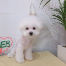 Groomer Ameri | 홍대 비숑미용, 합정 비숑가위컷전문 비숑배냇미용 그루머아메리 :) 모모