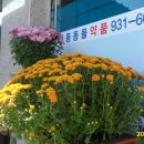 대동약품 Daum카페