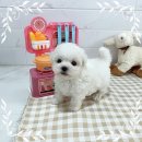 광주강아지분양 애견분양 마마스미독 광주점 이미지