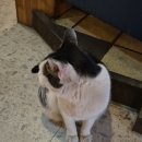 호림약국