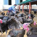 청해축산 이미지