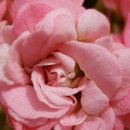 경춘농장 이미지