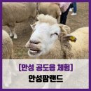 [안성 공도읍 체험] 안성팜랜드 - #직접체험 안성 농장 동물 코스모스 핑크뮬리 명소 솔직 리뷰 후기