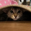 사바나 코쉬카 이미지