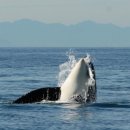 연안할머니 이미지