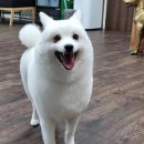 올 도그 그루밍(All DOG GROOMING) 이미지