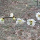 부인농원 이미지