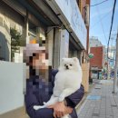 살롱드독 이미지