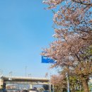 맥도생태공원(구포대교 밑 대저생태공원 관리사무소 앞) | [부산] '유채꽃' 명소 <대저생태공원>에 다녀왔어요(주차, 개화상황, 실시간) 2025.04.11