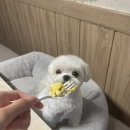 개이크 케이크 이미지