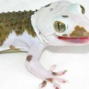 모프