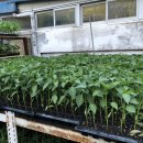 계양농약사 이미지