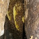 석청, 생개다래 열매, 산더덕, 장수 도라지가루 이미지