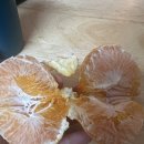 (주)지마켓 | 지마켓 투푸릇 제주 게르마늄 레드향 3kg 후기. 내돈내산