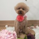 사월의 그루밍 이미지