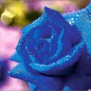 장미로 61 이미지