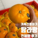 한씨양품 | 카톡 선물하기 추천! 탐라왕 당도선별 천혜향 4.5kg 선물세트 후기 (feat. 온브릭스 비교)