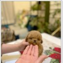 광주강아지분양 펫블리 애견 샵 이미지