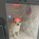 데이즈몽애견샵