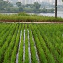 한강둔치길 이미지