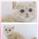 광주고양이분양 제나캣 광주점 이미지