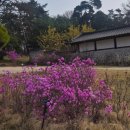 융건릉공영주차장 | 경기도 화성 아이와 함께 가볼만한곳 융건릉 봄꽃 나들이