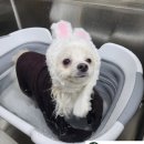 조은동물병원 미용실 이미지