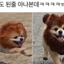 댕댕이 컷 이미지
