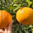 야베스 1농장 이미지