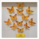 강화읍-13 | (번호 없음. 86 +) 국가유산 방문, 왕가의 길 2 - 강화 고인돌 유적.