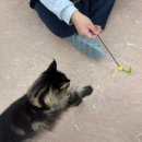 쿤이네 간식 | 메인쿤 고양이카페 안산 와동 쿤이네집에서 힐링...