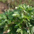 황칠나무집 이미지