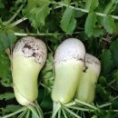 해오름농원 이미지