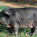 제주명돼지 이미지