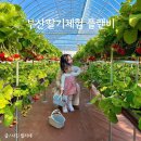 심기보농장 | 부산딸기체험 아기랑 플랜비농장 방문후기 예약방법 및 가격
