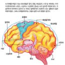 신생아의 두뇌 작동 밝혀지지 않은 신비 이미지