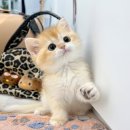 오즈메디칼 이미지