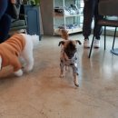 투테일스 이미지