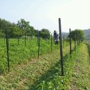 방아다리 이미지